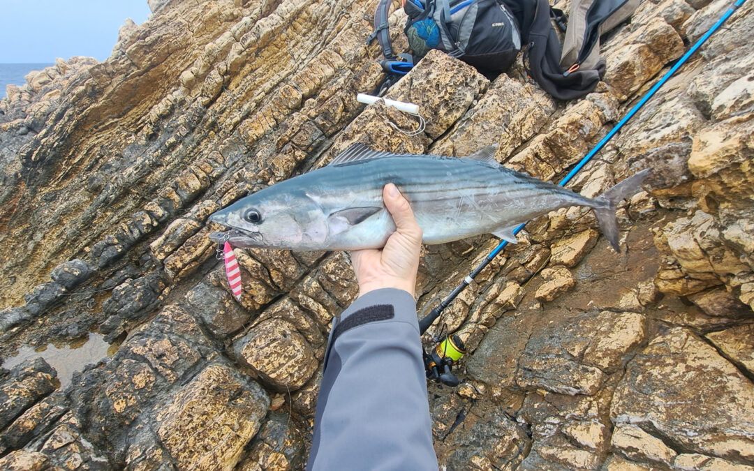 The Atlantic Bonito (Sarda sarda): Speedster of the Shore