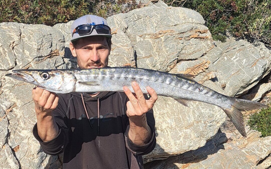 European Barracuda (Sphyraena sphyraena): Species Profile, Habitat & Distribution