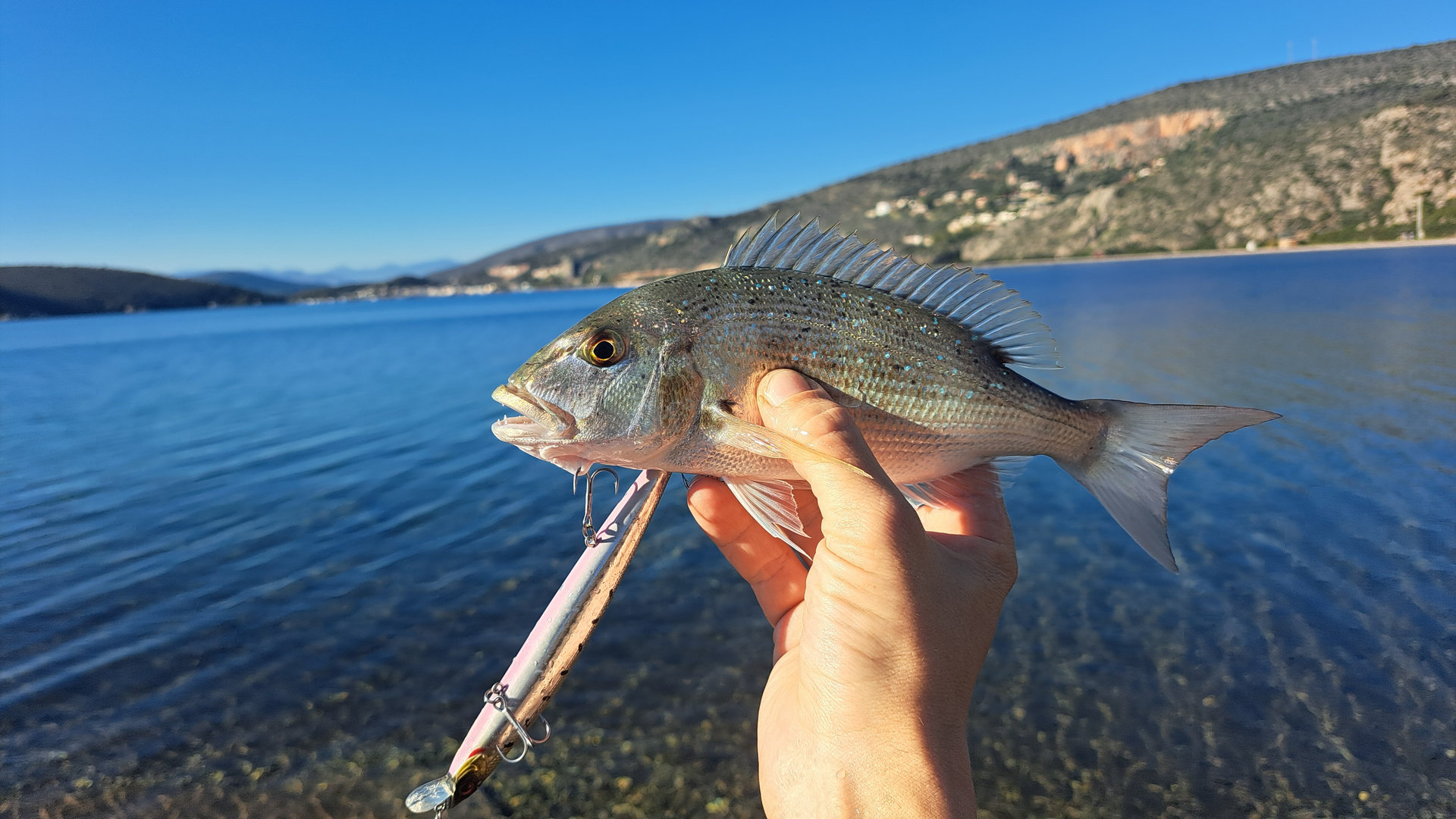 Can fish see colors Featured Image