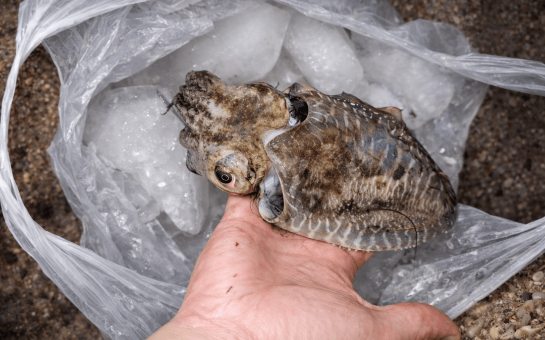 Cuttlefish (Sepia officinalis): Species Profile, Habitat & European Distribution