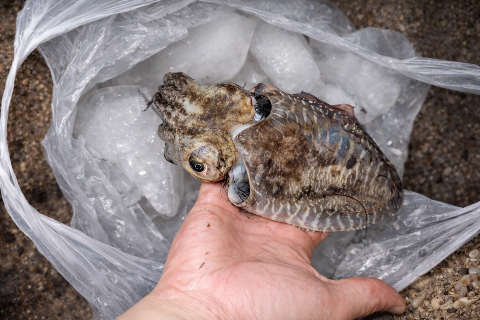 Cuttlefish FI Cuttlefish Featured Image