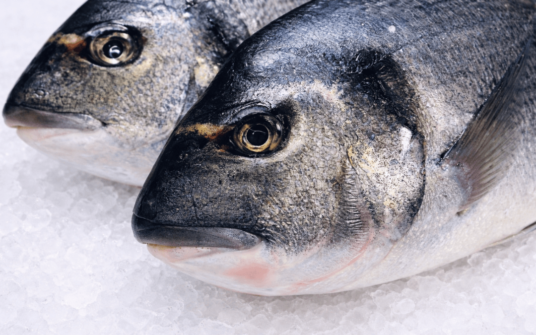 How Long Can You Keep Fresh Saltwater Fish on Ice
