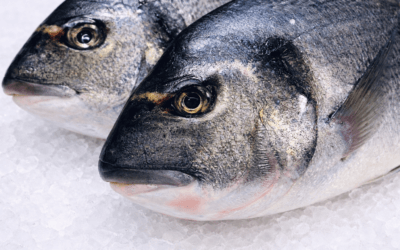 How Long Can You Keep Fresh Saltwater Fish on Ice