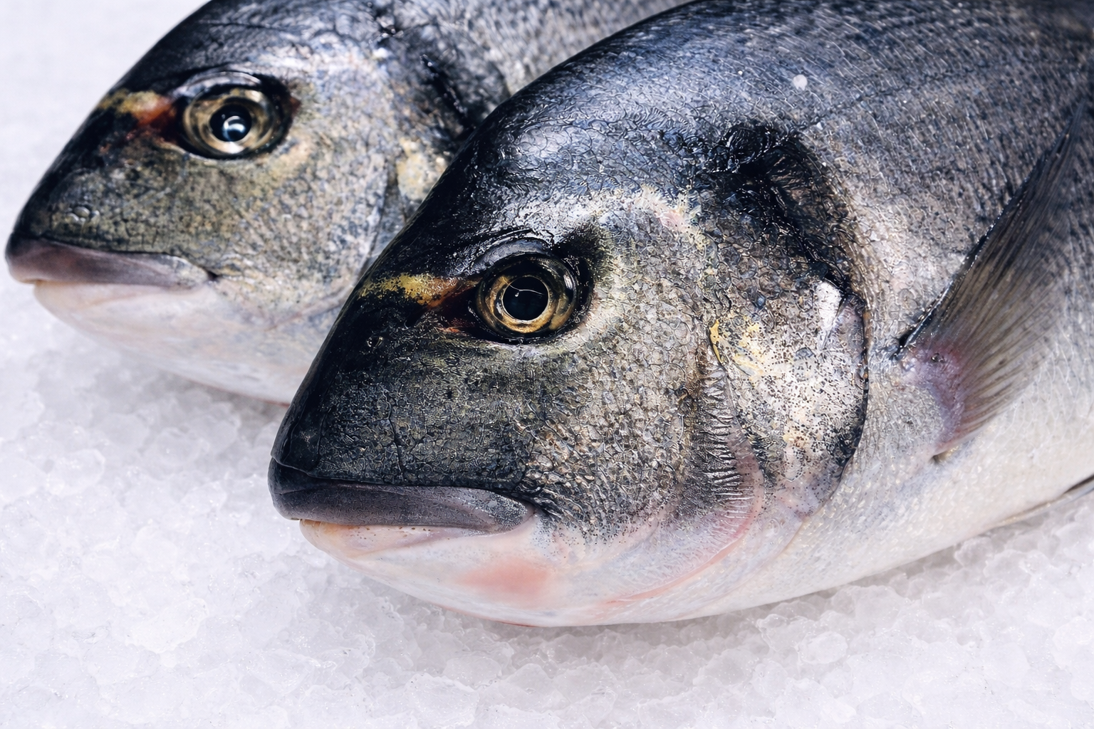 Fresh Saltwater Fish on Ice Featured Image