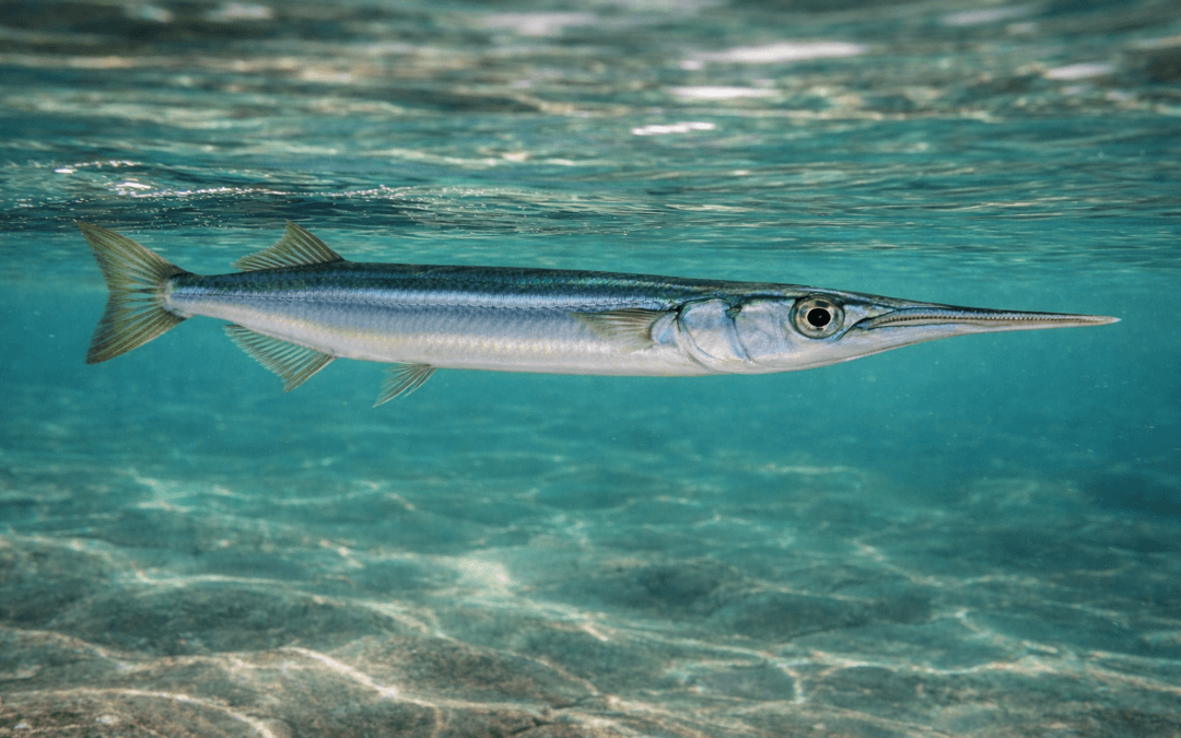 Garfish (Belone belone): Species Profile, Habitat & European Distribution