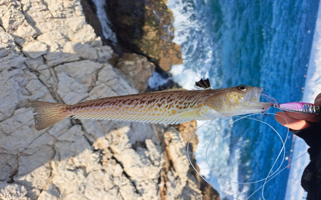 Greater Weever (Trachinus draco): Species Profile, Habitat & European Distribution