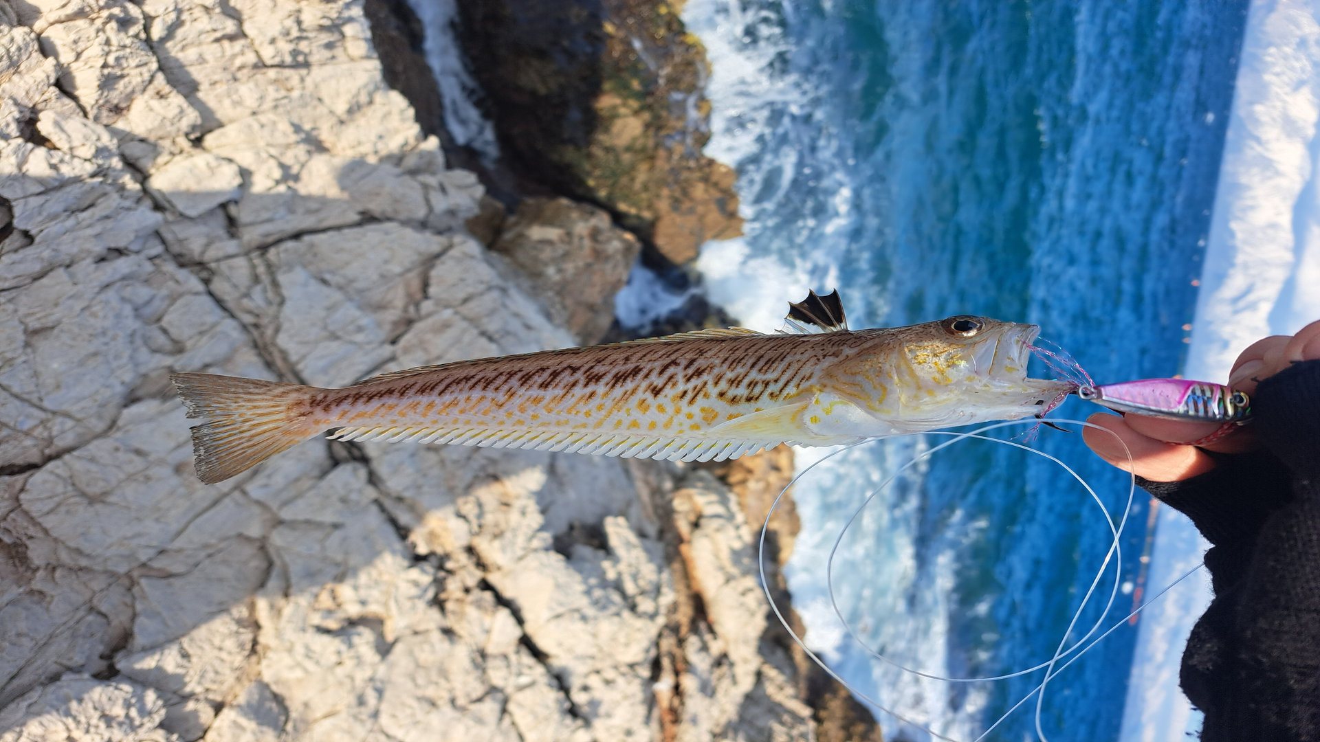 Greater Weever Featured Image