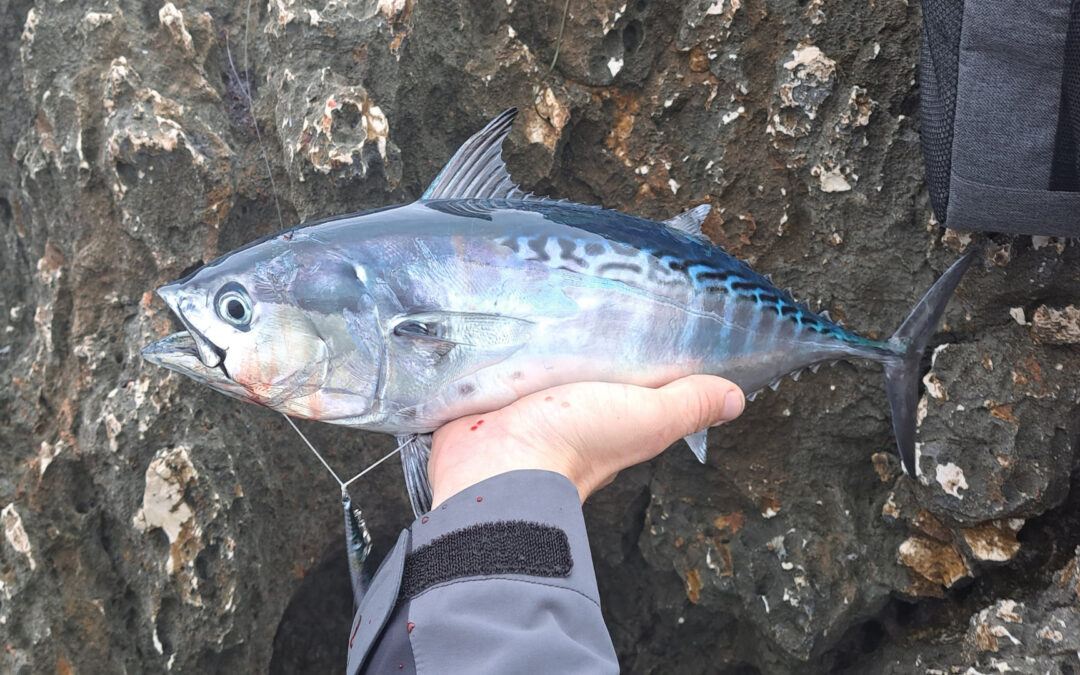 Little Tunny (Euthynnus alletteratus): European Distribution, Habitat & Behavior