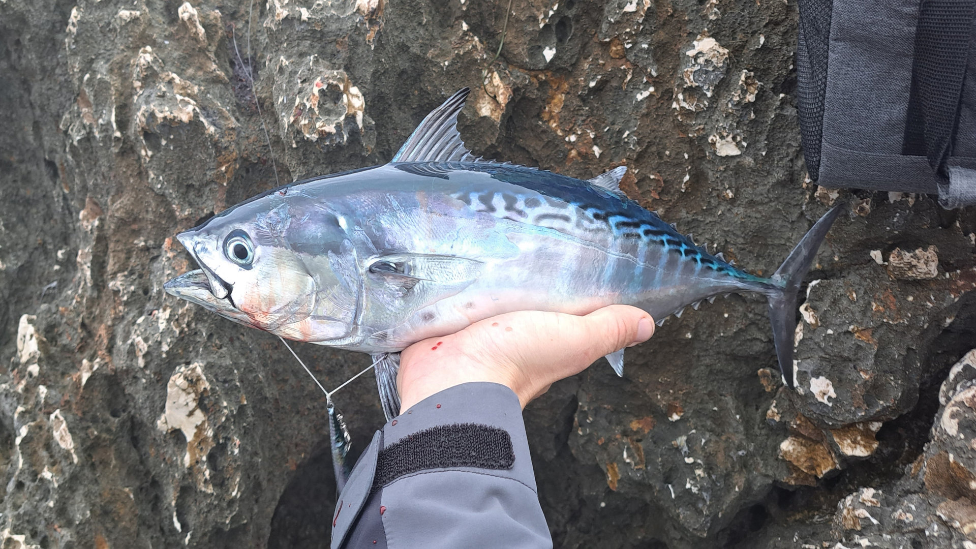 Little tunny Featured Image