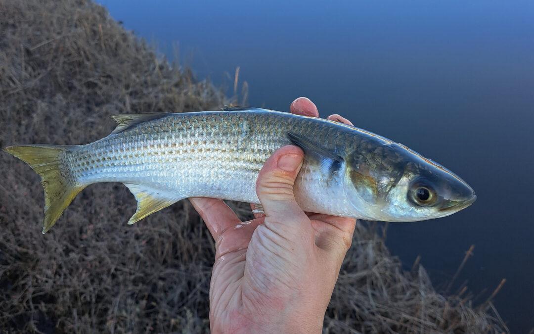 Mullet Fish (Grey Mullet): Species Profile, Habitat & European Distribution