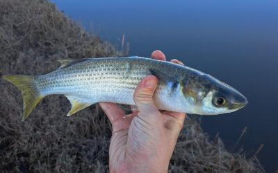 Mullet Fish (Grey Mullet): Species Profile, Habitat & European Distribution