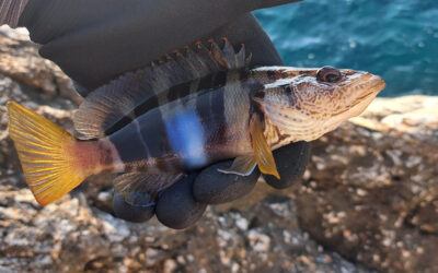 Painted Comber (Serranus scriba): Species Profile, Habitat & European Distribution