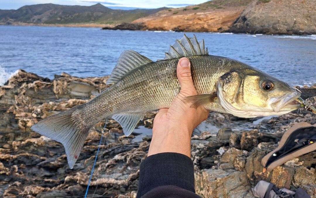 European Seabass (Dicentrarchus labrax): Species Profile, Habitat & Distribution