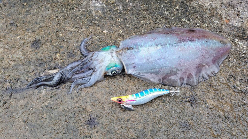 Squid Fishing Image1