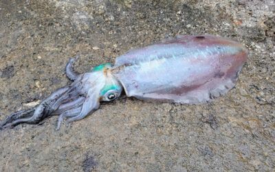 Squid (Calamari): Species Profile, Distribution & Behavior in European Waters