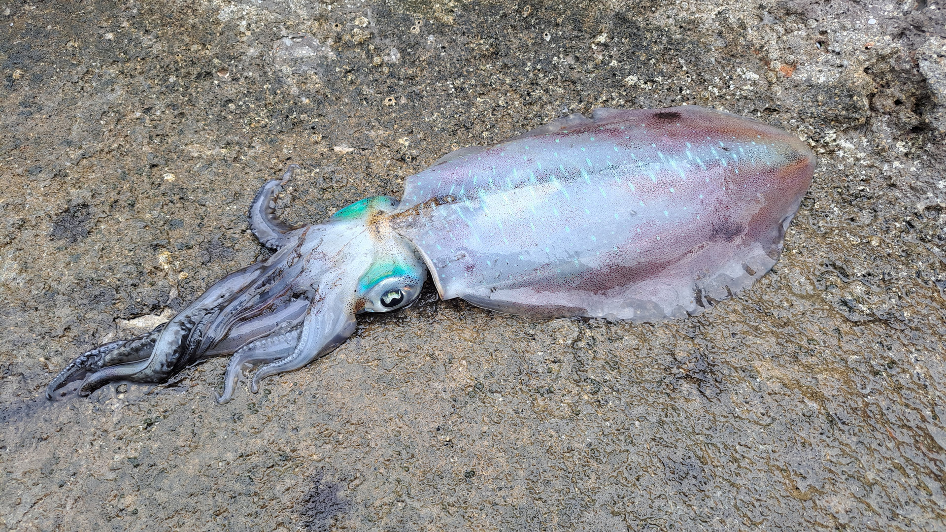 Squid Species Featured Image