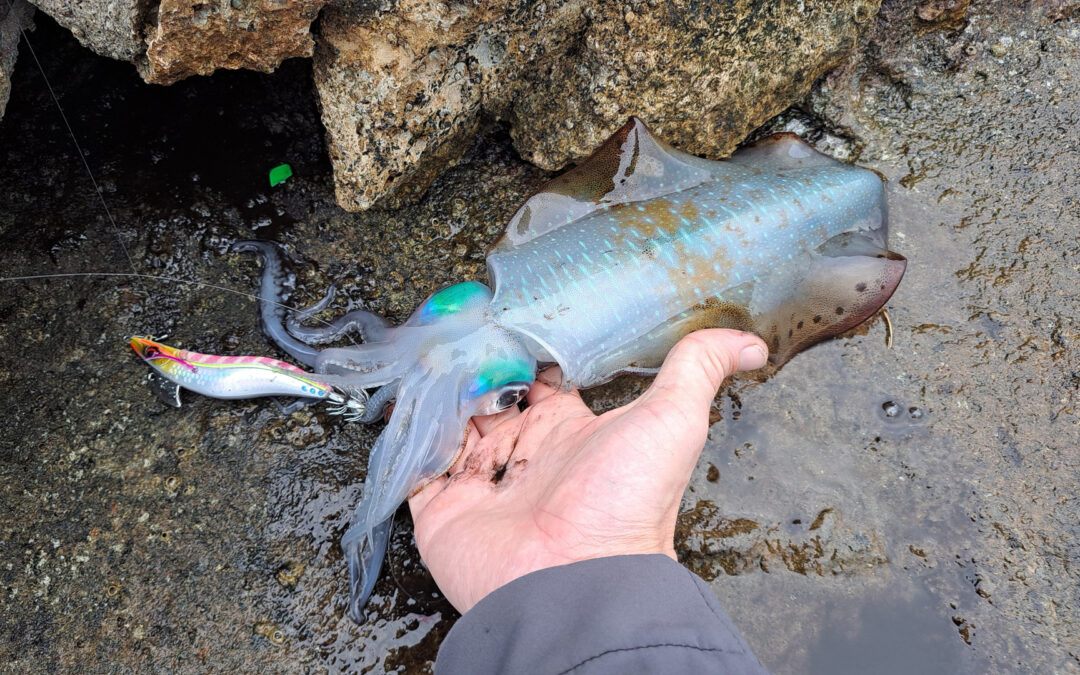 Squid Fishing Guide from Shore: Real Sessions, Real Results