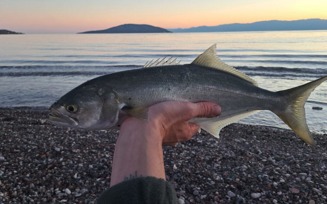 Bluefish (The Blue Fish) — Pomatomus Saltatrix