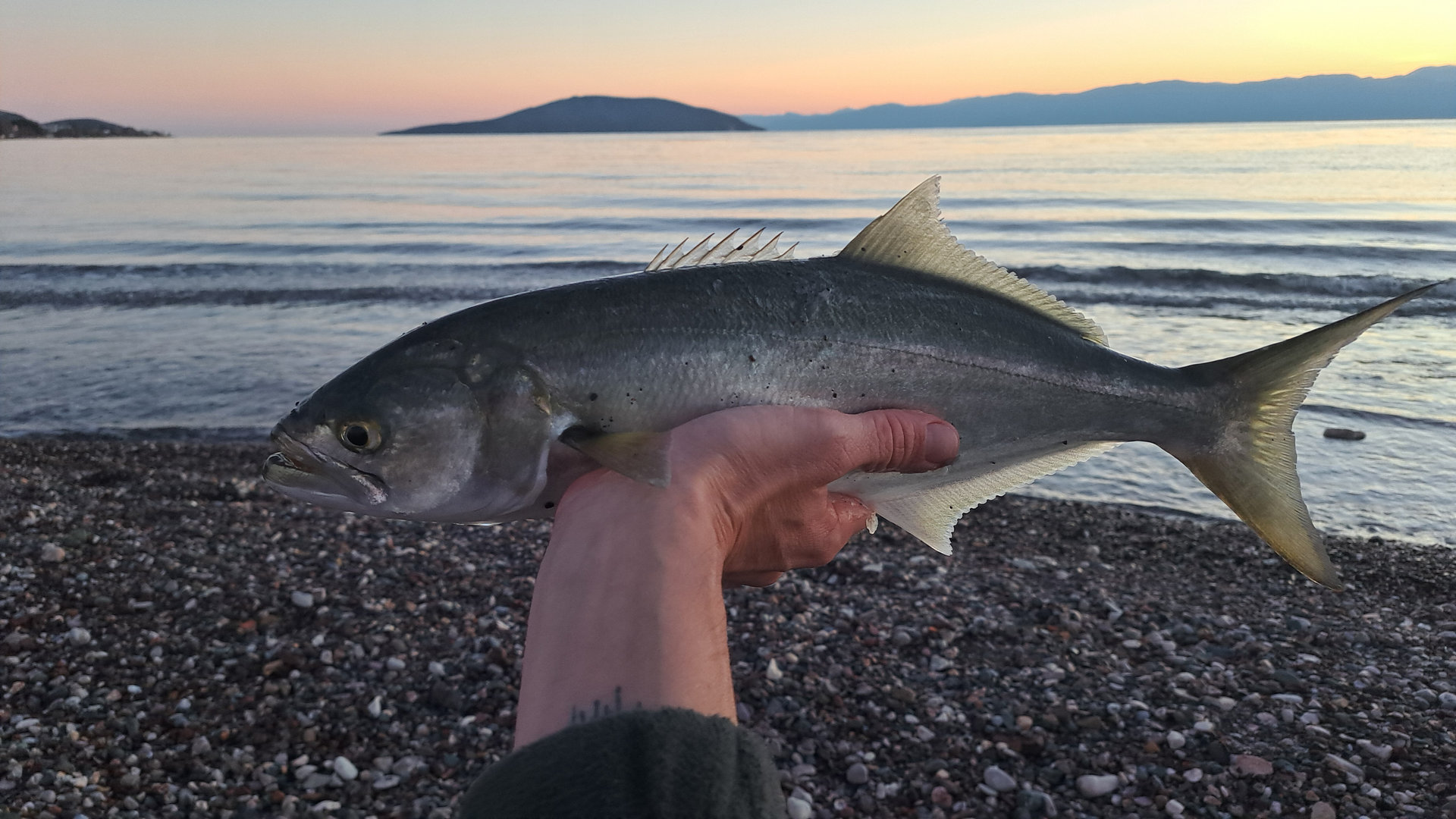 Bluefish FI Bluefish Featured Image