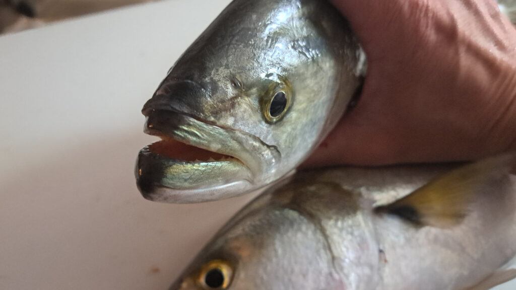 Bluefish Mouth Image