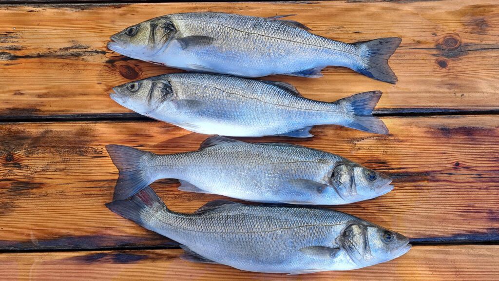 seabass on table