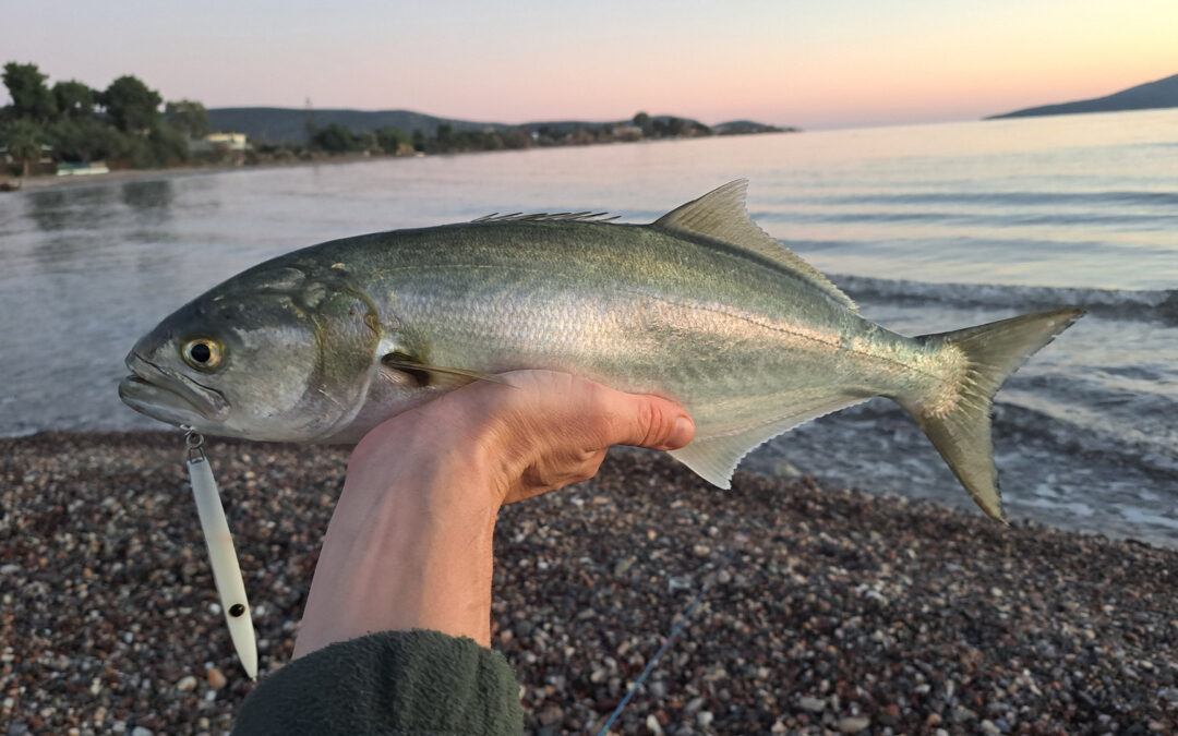 How to Catch Bluefish: A Shore Fishing Guide From Real Sessions