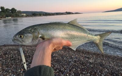 How to Catch Bluefish: A Shore Fishing Guide From Real Sessions