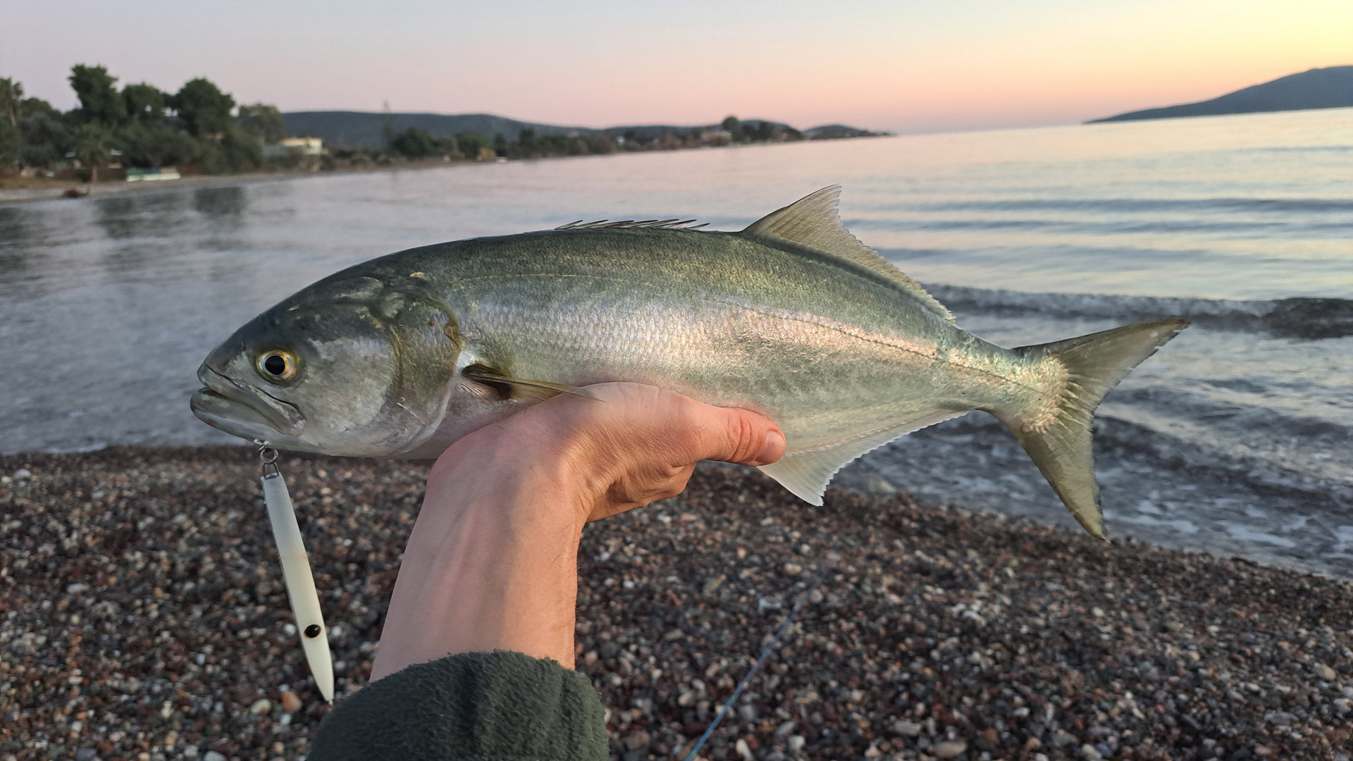 How to catch bluefish FI How to catch bluefish featured image