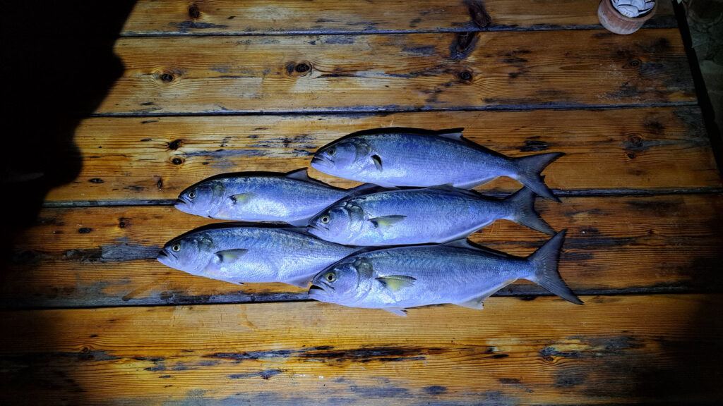 five bluefish on table
