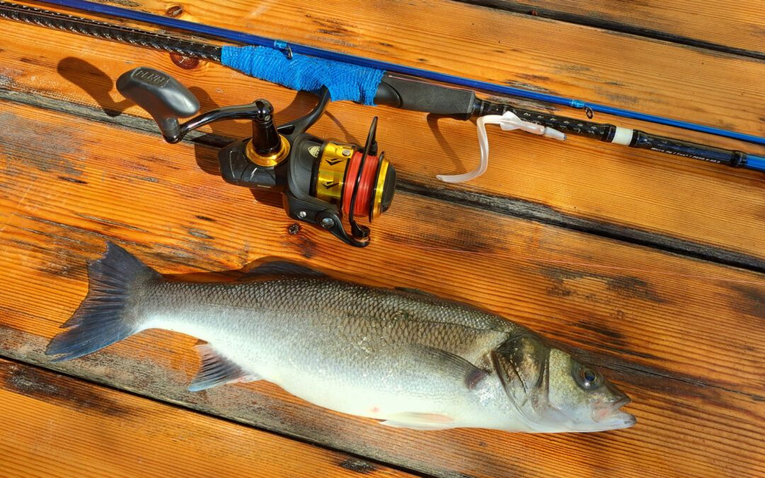 How to Catch Sea Bass from Shore: A Practical, Field-Tested Guide