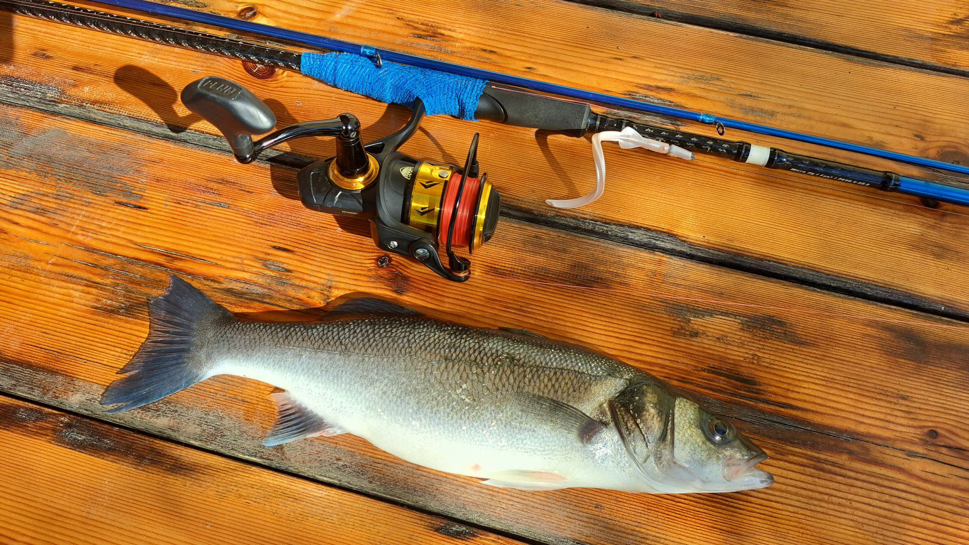 how to catch seabass featured image how to catch seabass featured image